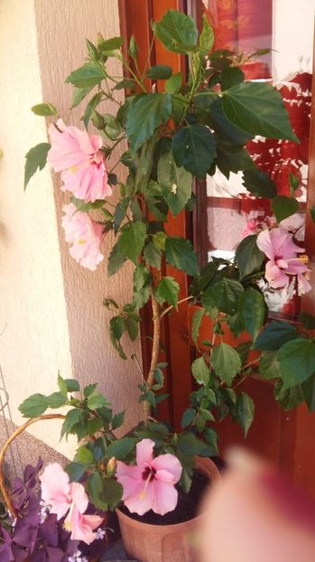 1498554416734-2047071425 - 2017 HIBISCUS -TRANDAFIRI JAPONEZ