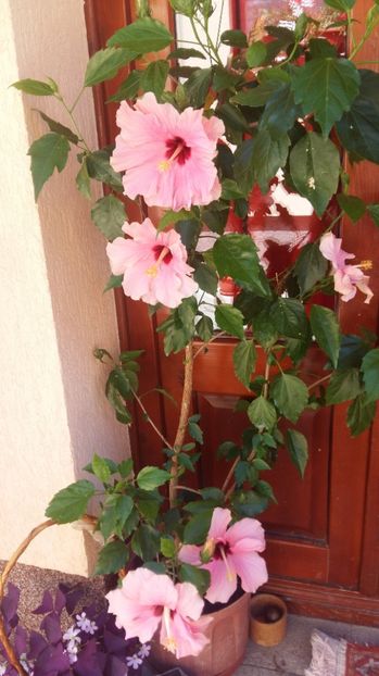  - 2017 HIBISCUS -TRANDAFIRI JAPONEZ