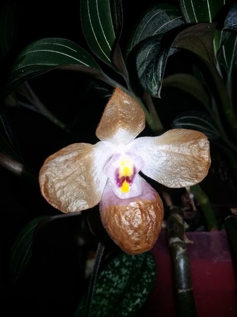  - Paphiopedilum