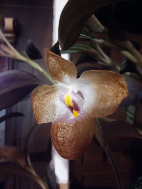  - Paphiopedilum