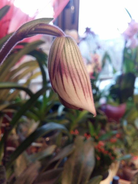  - Paphiopedilum