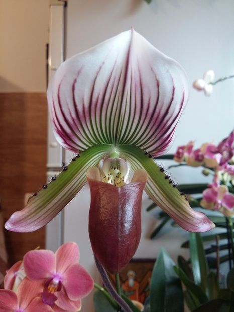  - Paphiopedilum