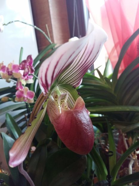  - Paphiopedilum