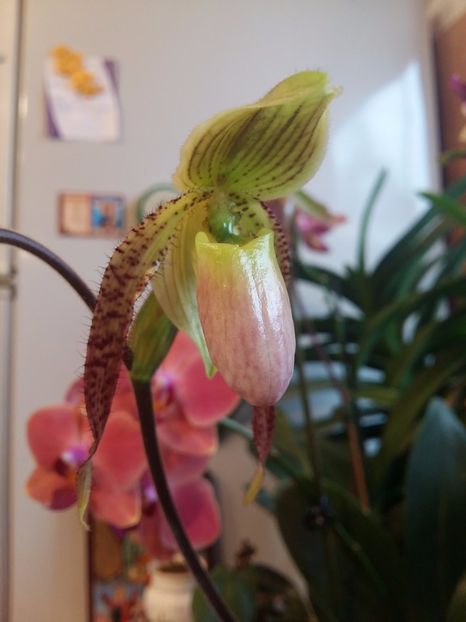  - Paphiopedilum