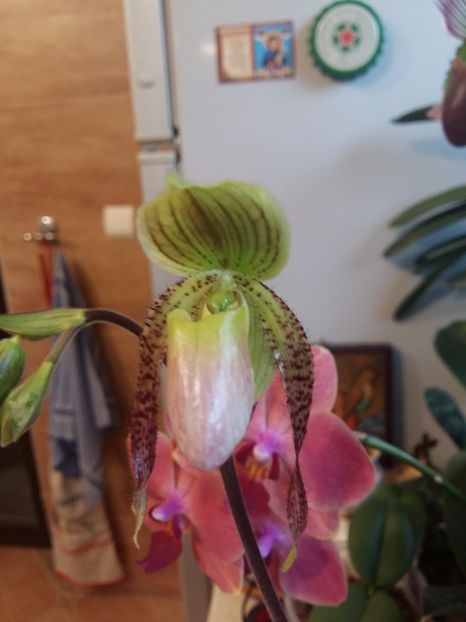 - Paphiopedilum