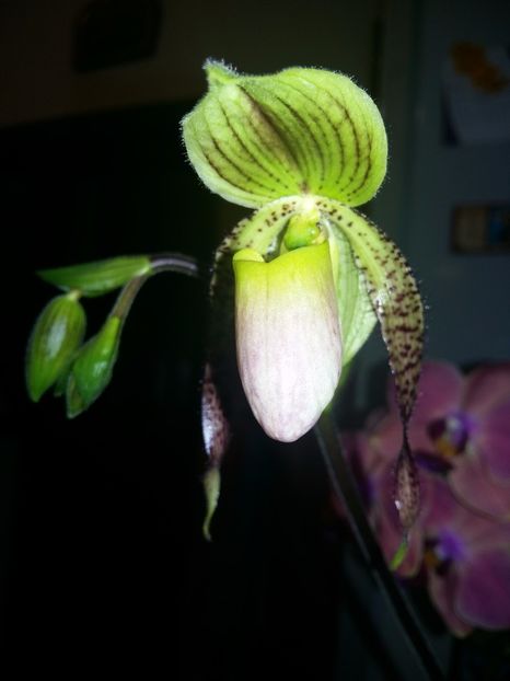  - Paphiopedilum