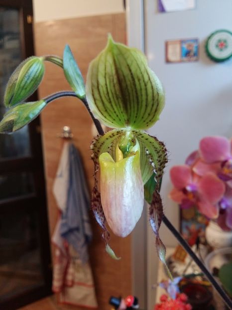  - Paphiopedilum