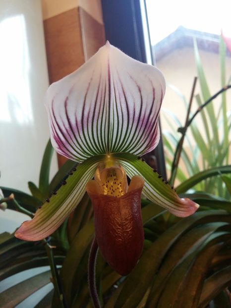  - Paphiopedilum