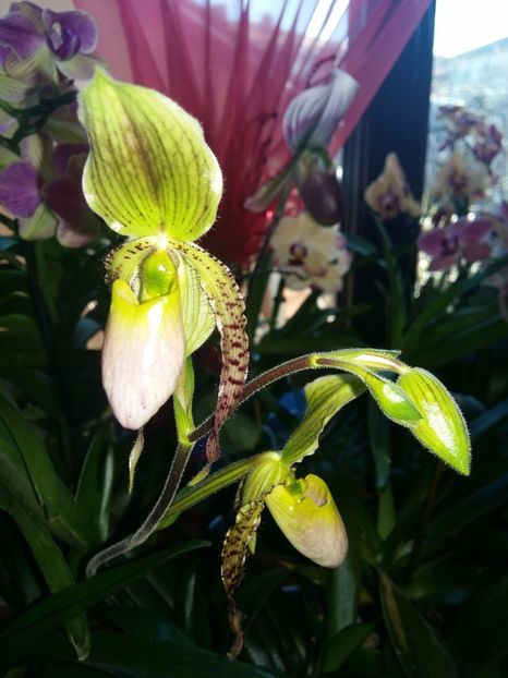  - Paphiopedilum