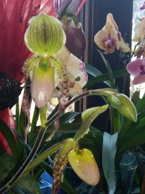  - Paphiopedilum