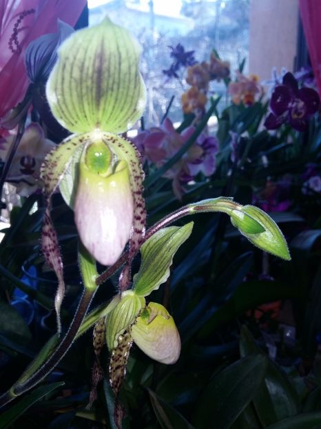  - Paphiopedilum