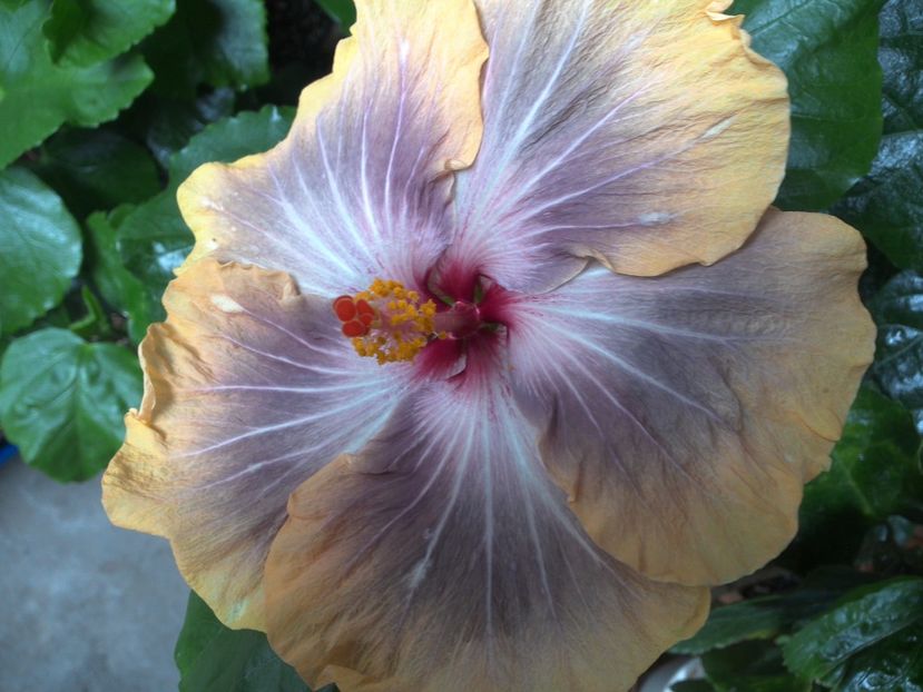 WIN_20170627_105139 - 03Hibiscus