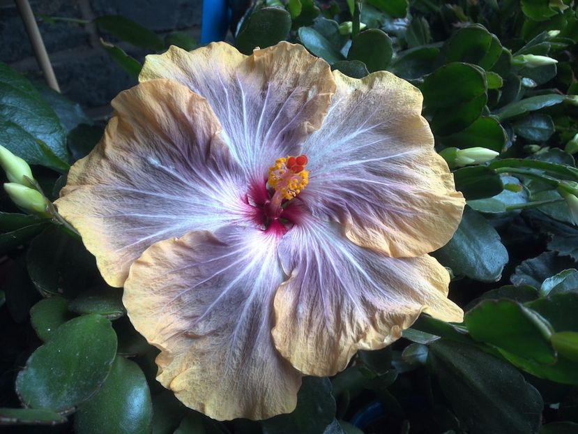 WIN_20170627_105334 - 03Hibiscus