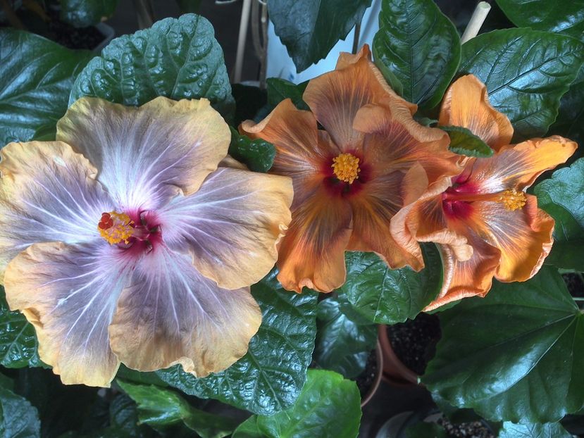 WIN_20170627_104808 - 03Hibiscus