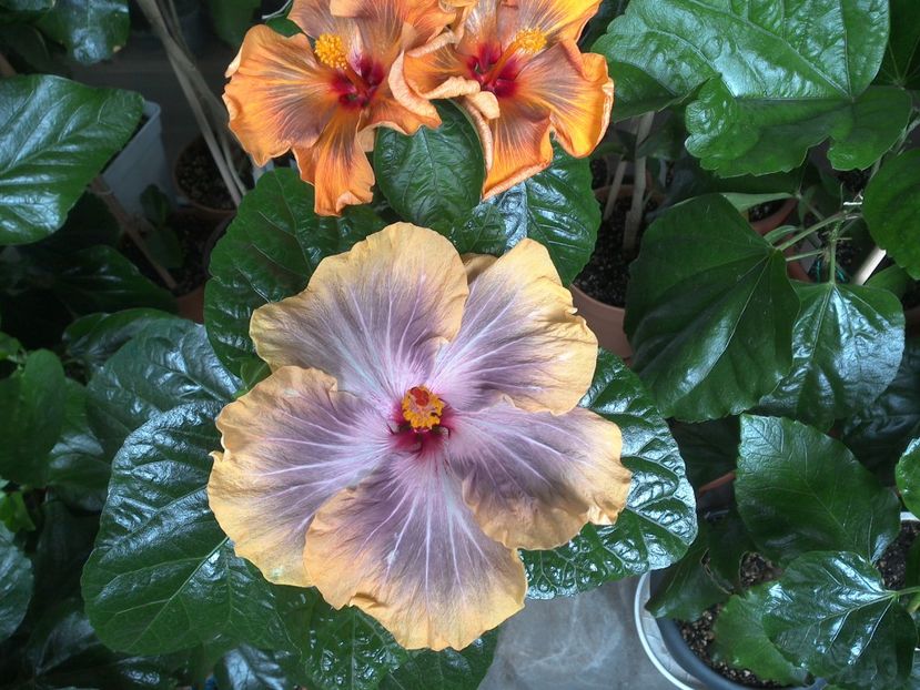 WIN_20170627_104854 - 03Hibiscus