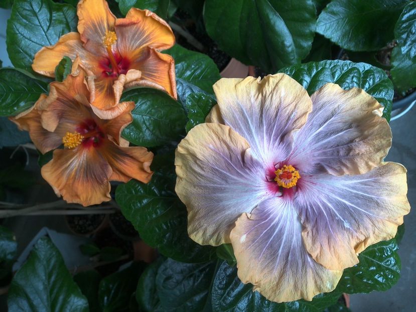 WIN_20170627_104906 - 03Hibiscus