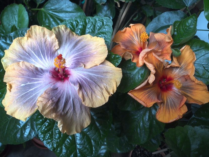 WIN_20170627_104944 - 03Hibiscus