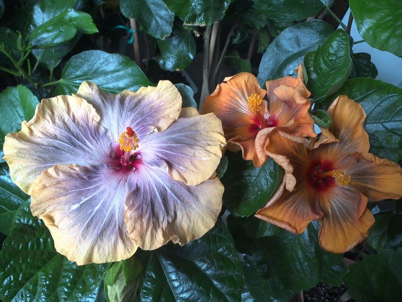 WIN_20170627_105012 - 03Hibiscus