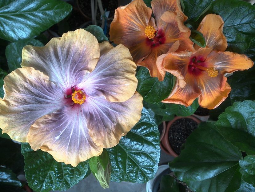 WIN_20170627_105020 - 03Hibiscus