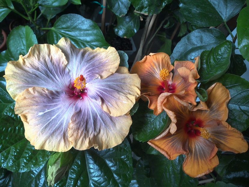 WIN_20170627_105037 - 03Hibiscus