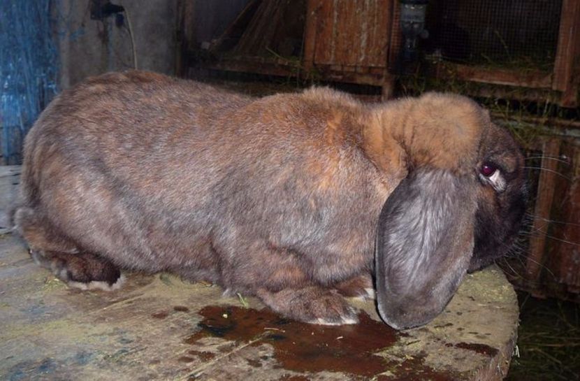 Tatal femelutei! - a_F_THURINGER_C