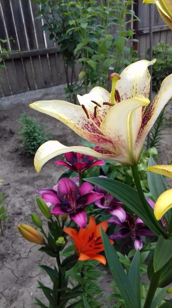  - Hai Hui printre flori în 2017