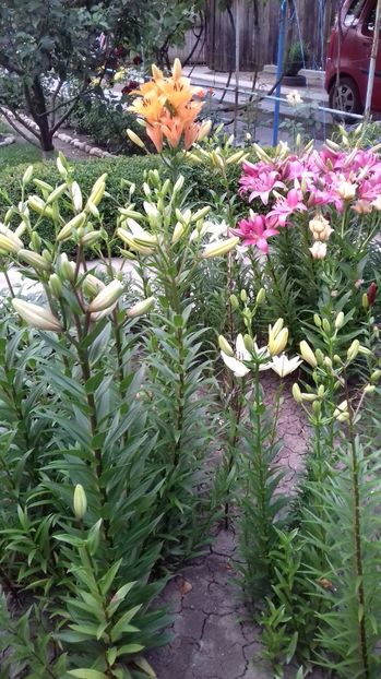  - Hai Hui printre flori în 2017