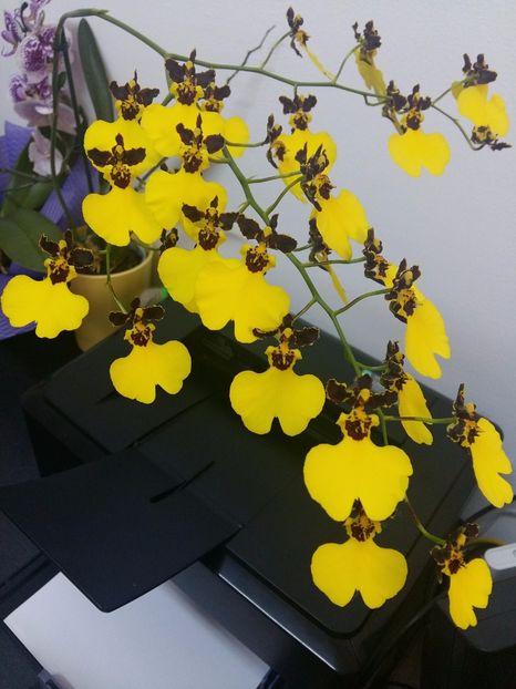  - Oncidium