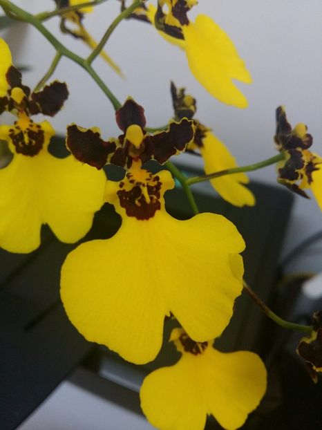  - Oncidium