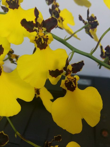  - Oncidium