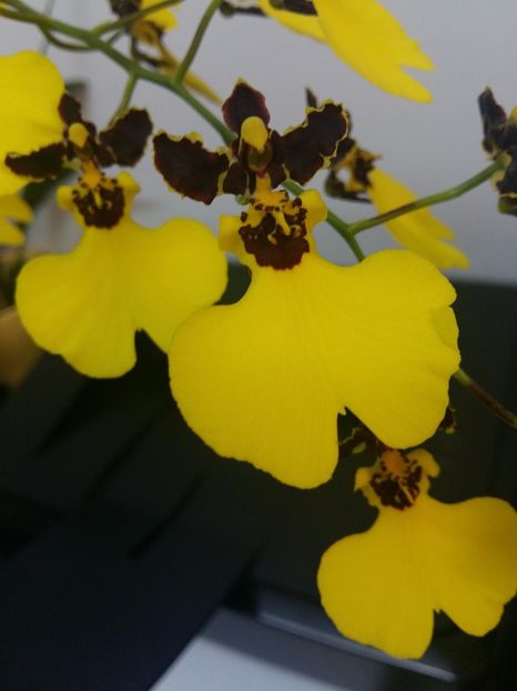  - Oncidium