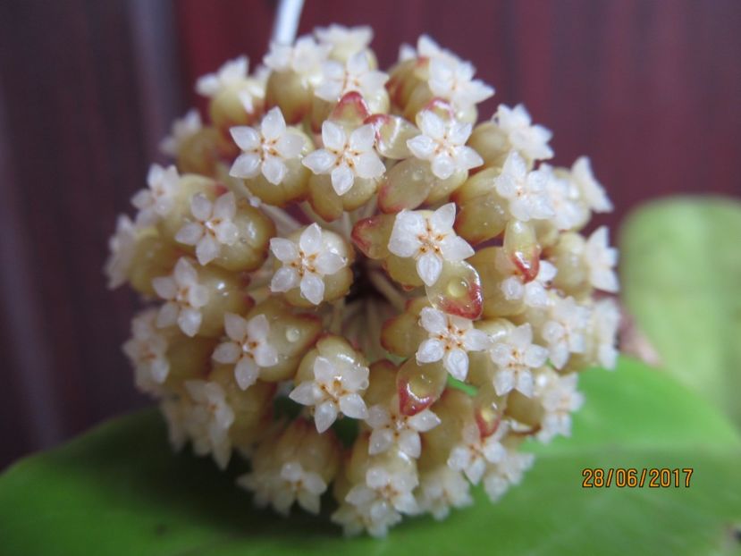 hoya  Crassicaulis GPS 1002 PS - Hoya-2017