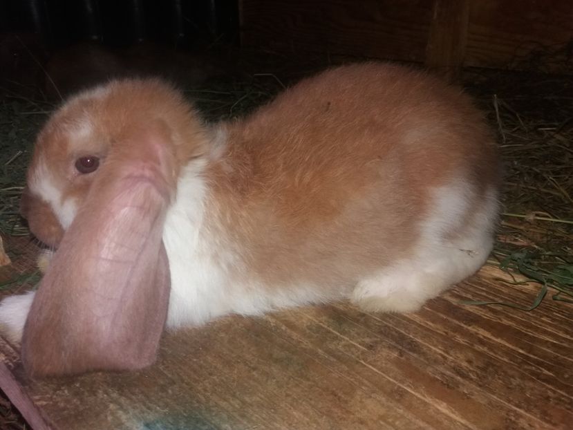 27.06.2017 - a_F_ROSU MANTULAT_A