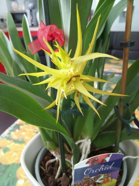  - florile mele dragi