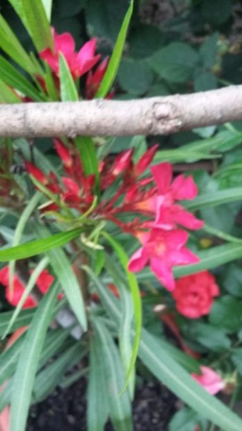  - 008 26 06 2017 leandri