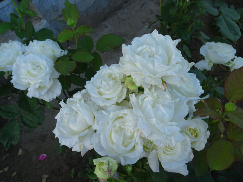  - Papa Ioan Paul al II-lea