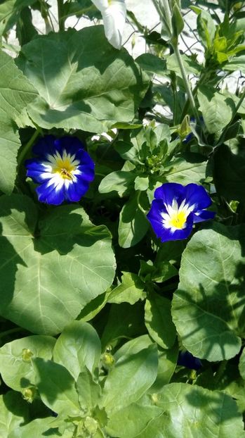 Convolvulus - Din gradina mamei