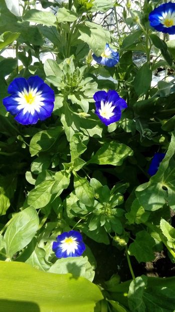 Zorele pitice - Din gradina mamei