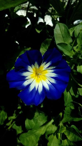 _20170627_ - Din gradina mamei
