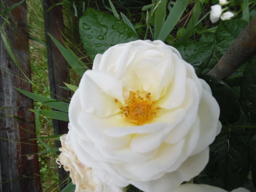  - Tantau Uetersener Klosterrose