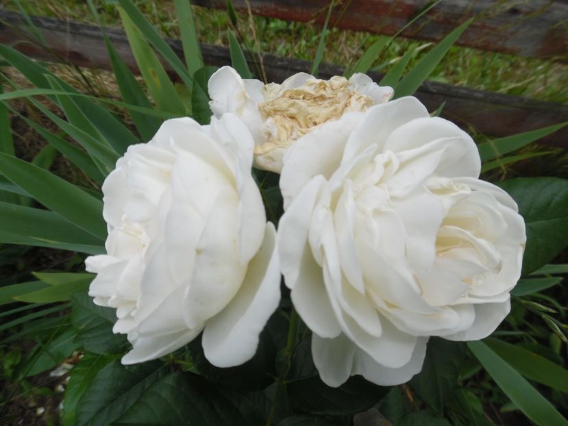  - Tantau Uetersener Klosterrose