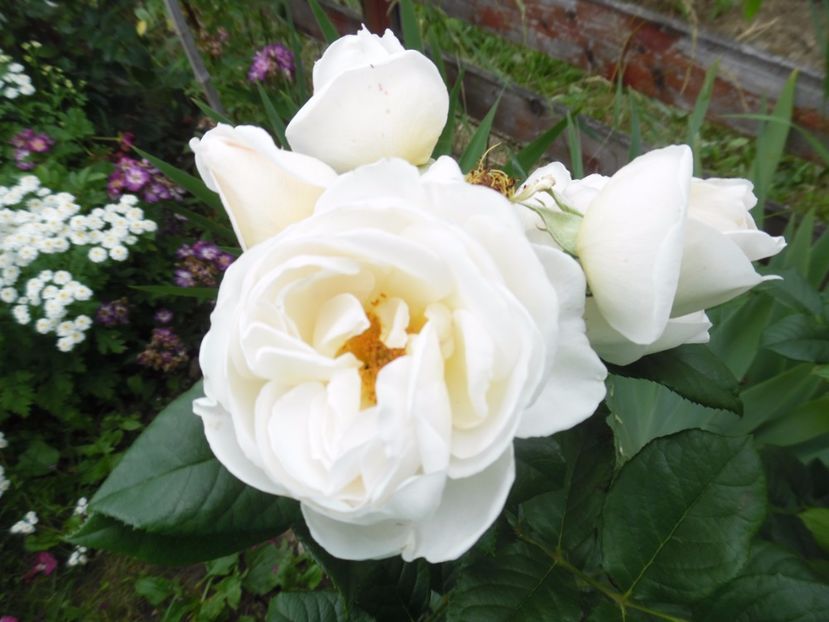  - Tantau Uetersener Klosterrose