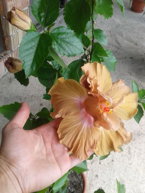  - Brown Derby decedat