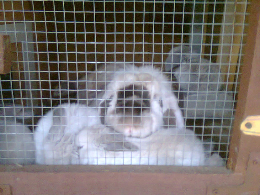 Fotografie0353 - pui berbec