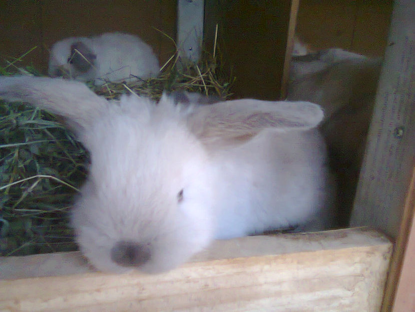 Fotografie0357 - pui berbec