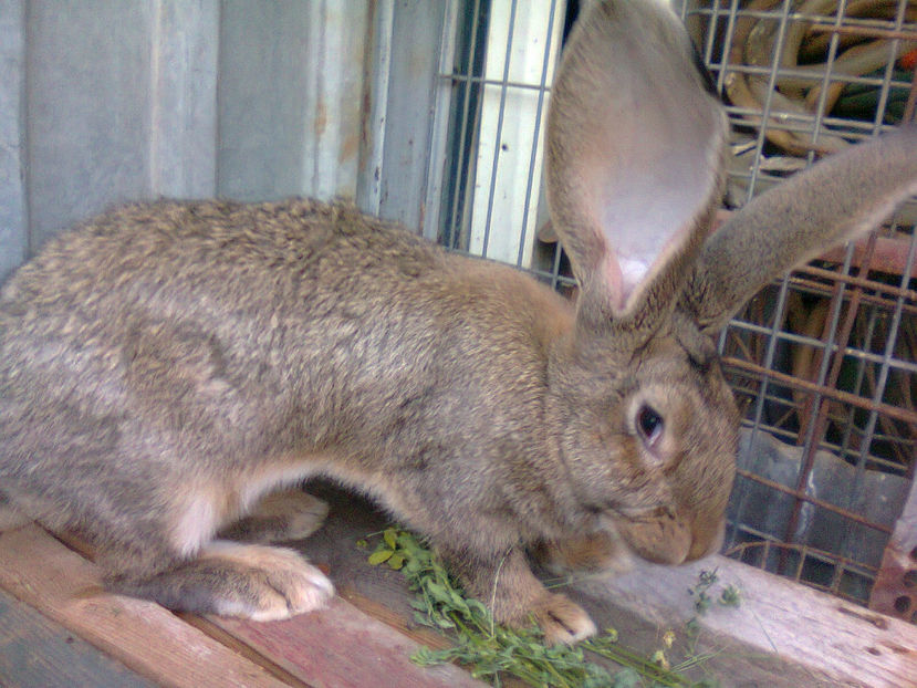 Fotografie0346 - pui berbec