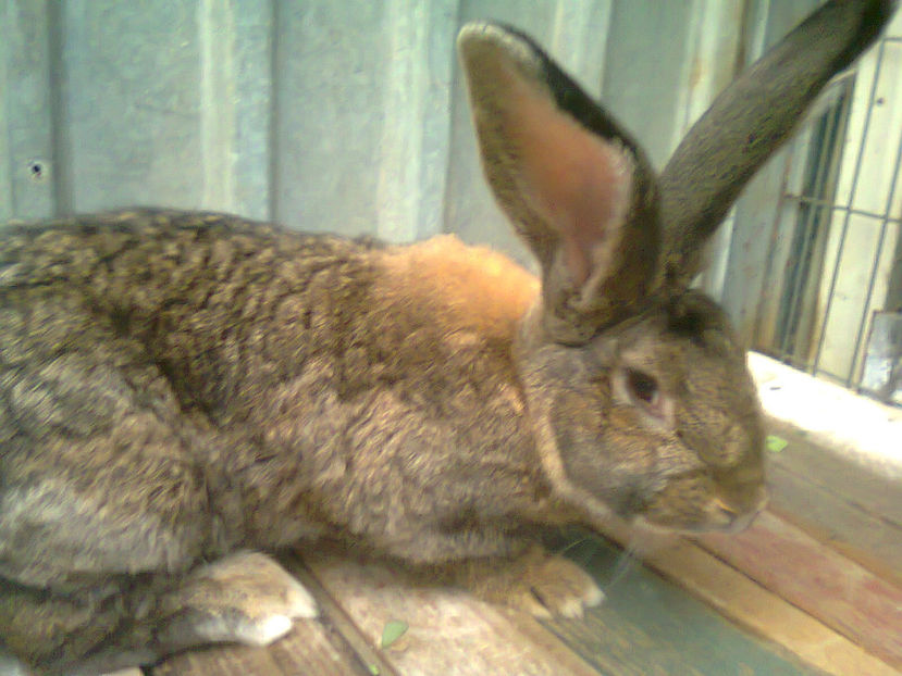 Fotografie0360 - pui berbec