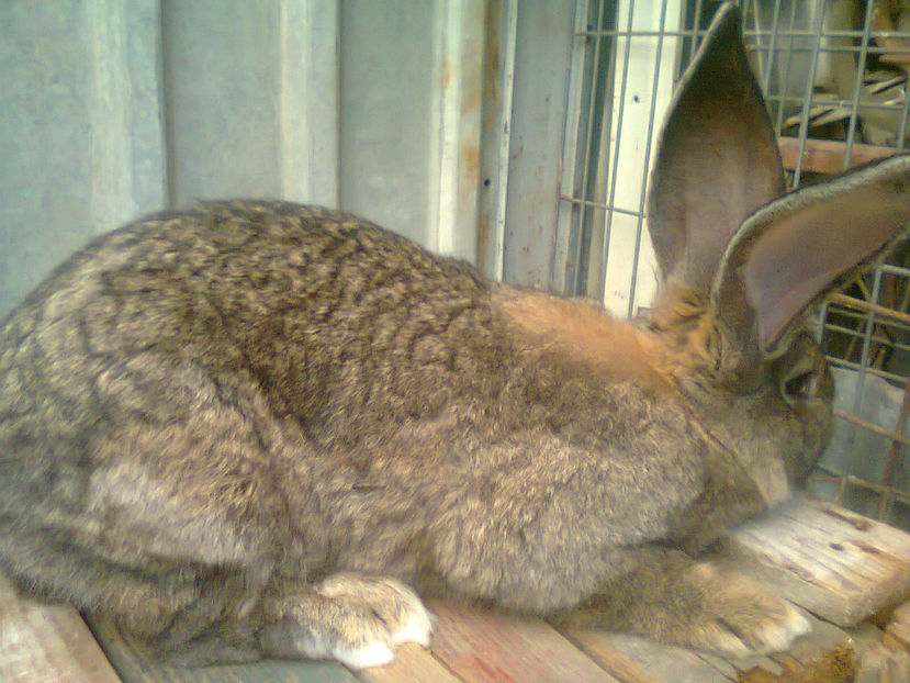 Fotografie0361 - pui berbec