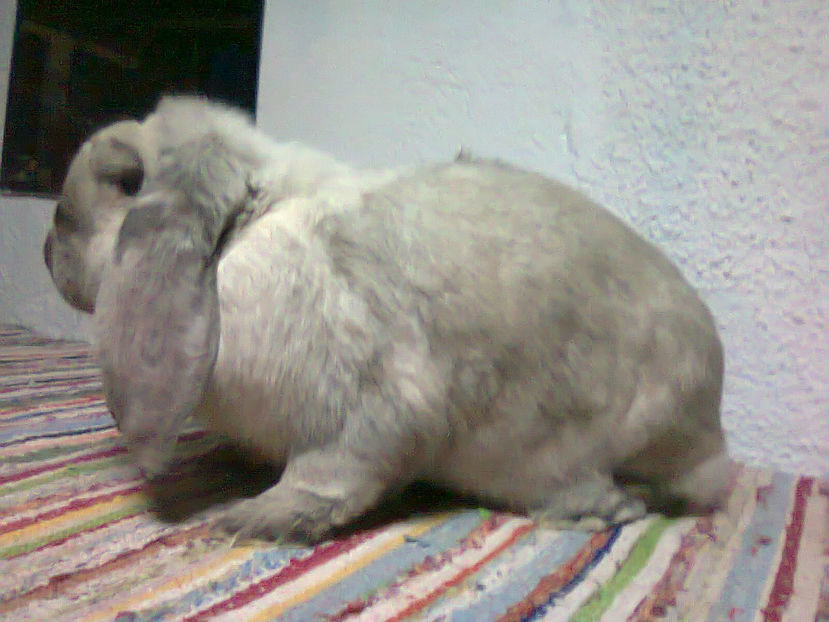 Fotografie0287 - berbec german