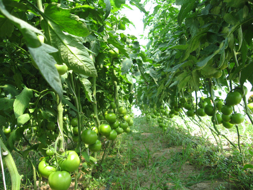  - imagini 27 iunie solar 3